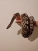 Königspython python reigus / 1. 0 Mojave Ball / Männlich / NZ 2014