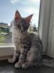 Maine Coon Kätzchen männlich und weiblich . 37060791800