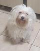 Chipy - Bichon-Hundekind Chipy sucht liebes Zuhause