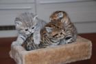 Whiskas Kitten BKH Lilac- Goldentabby abzugeben