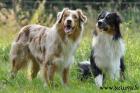 Australian Shepherd Deckrüden und Welpenvermittlung ASCA