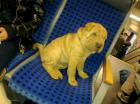 Der Süßeste Shar Pei . names Fino