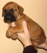 TOSA INU WELPEN