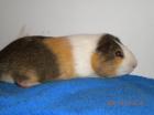 Meerschweichen und Kaninchen aus priv. Pflegestelle suchen ein zu Hause