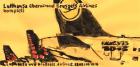 FALKE 373 Bis Anfang 2022 06. 10. 16 Original Meierhof