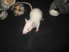 5 Süße Ratten Welpen suchen noch neues Zuhause