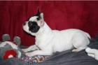 2 süße Französische Bulldoggen m. Papier