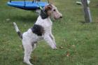 Drahthaar Foxterrier Rüde 4 Monate