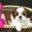 Shih Tzu Welpen