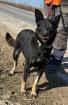 Claudia eignete sich nicht als Wachhund und landete im Shelter