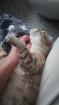 Scottish Fold 4 Jahre alt und kastriert