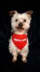 Leo - lieber Familienhund