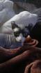 Deckkater spynx gesucht