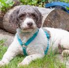 REBECCA - weiblich 1 Jahr 40 cm 13 kg Lagotto Romagnolo Gechipt Kastriert