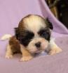Shih Tzu Mädchen Kira