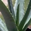 Beste AloeVera Säuglingspflege Unsere Empfeh