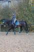 Reitbeteiligung gesucht