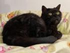 JOJO - europäische Hauskatze - 10 Jahre - Tierhilfe-Franken e. V.