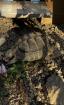 Griechische Landschildkröte männlich