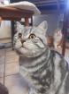 Typvoller junger BKH Kater mit Ahnentafel geimpft entwurmt gechipt kastriert aus HCM PKD fre