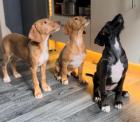Vizsla-mix Hündin 6m erzogen wunderschön