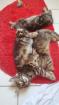 3 Katzenkinder Norwegische Waldkatze amber non-agouti bernsteinfarben