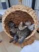 Süße reinrassige BKH Kitten Britisch Kurzhaar Katzenbaby