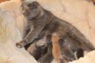 Britisch Kurzhaar Babys mit stammbaum Katzenzucht Polen