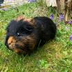 MAGGIE - Glatthaar Meerschweinchen - 4 Jahre - Tierhilfe-Franken e. V.