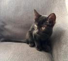 Katzenbaby Kitten männlich Kater 12 Wochen alt
