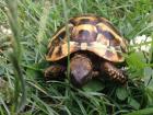 Griechische Landschildkröten NZ 2022