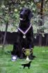 Angebot Deckung schöner und erfolgreicher Flat Coated Retriever