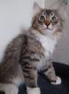 Ragdoll - Perser - Maine Coon Kater