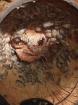 50 Pandaasseln - Porcellio laevis Panda