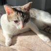 KITTY - europäische Kurzhaarkatze - 5 Jahre - Tierhilfe-Franken e. V.