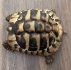 Griechische Schildkröte