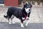 JESSYMAUS - weiblich 9 Jahre 39 cm 13 kg Mix Gechipt Kastriert