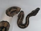 0. 1 Python regius Piebald Königspython Weibchen