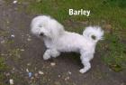 Coton de Tulear Hündin Barley 5 Jahre