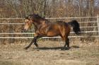 AQHA Reining Quarter Horse Hengst