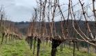 Weinberg // Rebfläche in Baden-Baden