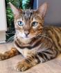 BUBI - Bengal - 8 Jahre - Tierhilfe-Franken e. V.