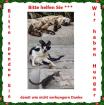 Helfen Sie Tiere in Not