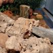 Liebevoller Leopardgecko mit großem Terrarium abzugeben
