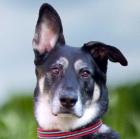 BAILEY BOY - Schäfer-Mix - 5 Jahre - Tierhilfe-Franken e. V.
