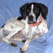 AGATHI - Pointer - 1 Jahr - Tierhilfe-Franken e. V.