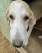 Naoussa sucht ein passendes Zuhause