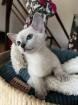 Russisch Blau Kater Point
