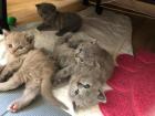 Reinrassige BKH Kitten blau und lilac zu reservieren