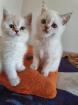 BKH Kitten in Point silver shaded mit blauen Augen